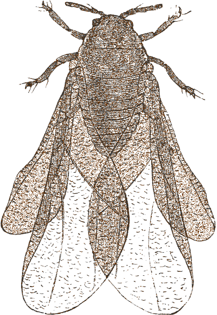 phylloxera 1